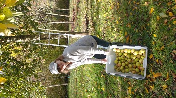 Sue scrumping Mark July